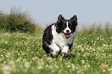 BORDER COLLIE 533